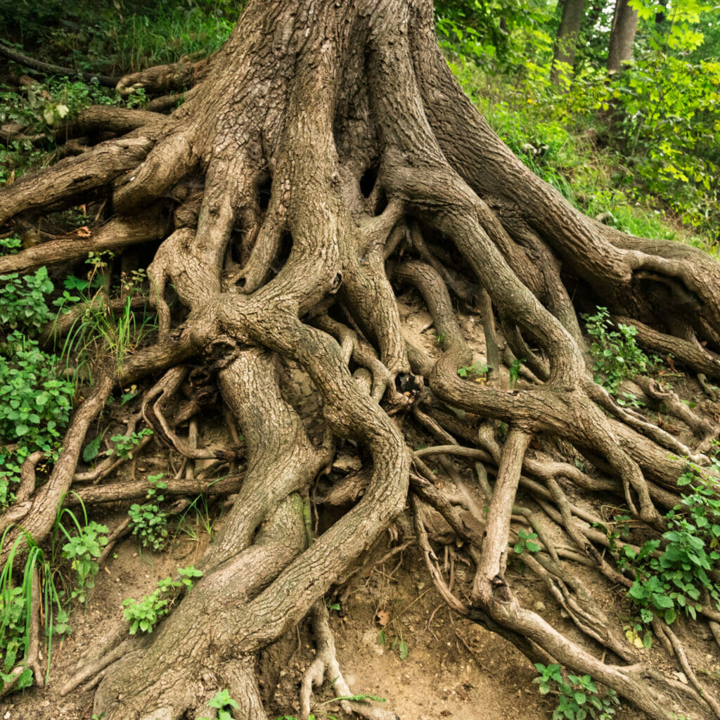 plant and tree roots - image